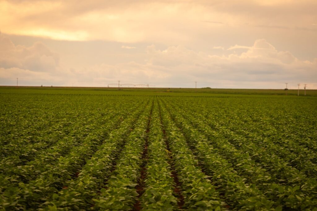 Agrodefesa alerta para cadastro das lavouras de soja em Goiás