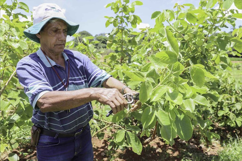 Prazo para solicitar hastes de pequi termina nesta quinta