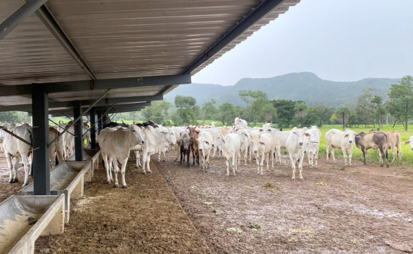 Operação Jequitibá: Polícia Civil recupera 28 cabeças de gado furtadas no interior do estado Operação Jequitibá: Polícia Civil recupera 28 cabeças de gado furtadas no interior do estado