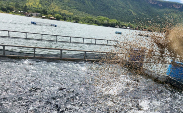 Produção de pescados no Tocantins cresce e estado alcança 17ª posição em ranking nacional Produção de pescados no Tocantins cresce e estado alcança 17ª posição em ranking nacional