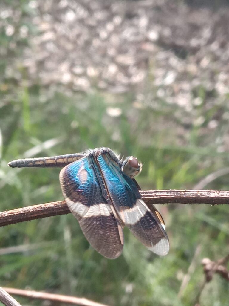 Cientistas podem participar da 1ª avaliação de risco da fauna de Goiás Cientistas podem participar da 1ª avaliação de risco da fauna de Goiás