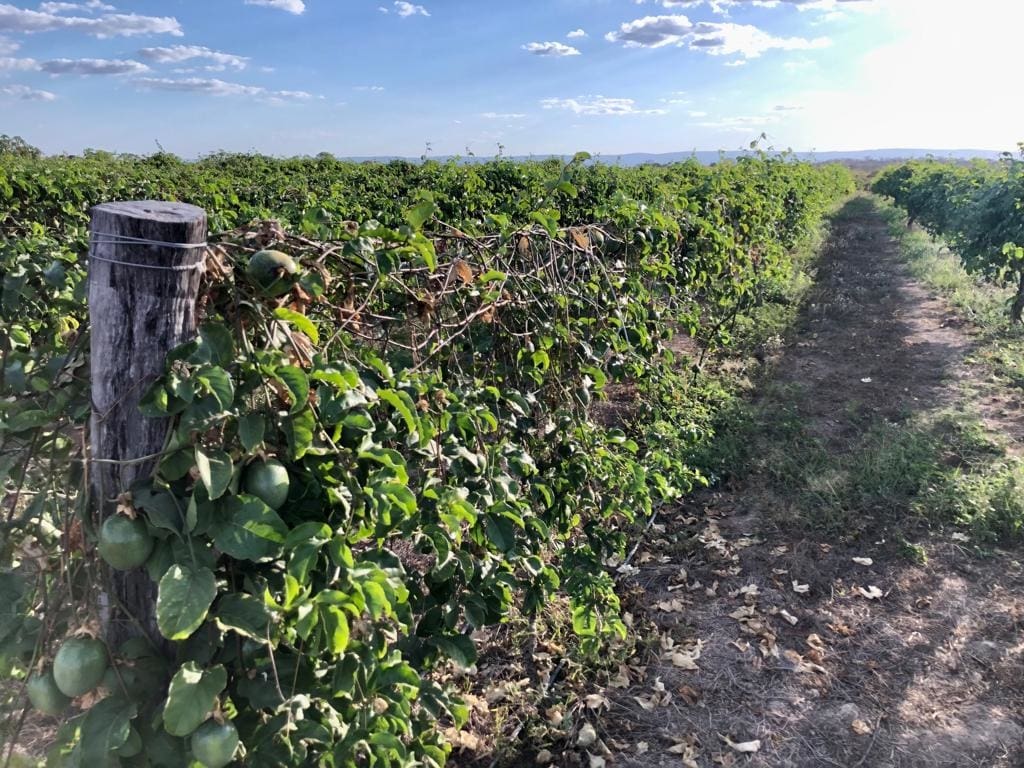 Fruticultura do Vão do Paranã deve contar com cooperativa de polpas Fruticultura do Vão do Paranã deve contar com cooperativa de polpas