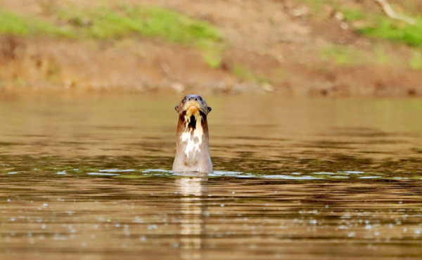 Com programa Pró-Ariranha, Naturatins reforça conservação da espécie no Parque Estadual do Cantão Com programa Pró-Ariranha, Naturatins reforça conservação da espécie no Parque Estadual do Cantão