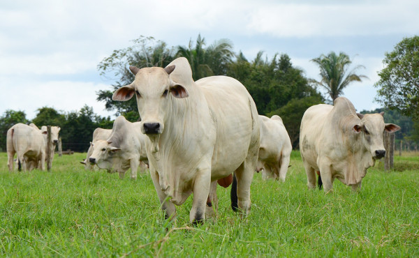 Com ações do Governo do Tocantins, estado bate recorde no abate de bovinos em 2024 e impulsiona economia Com ações do Governo do Tocantins, estado bate recorde no abate de bovinos em 2024 e impulsiona economia