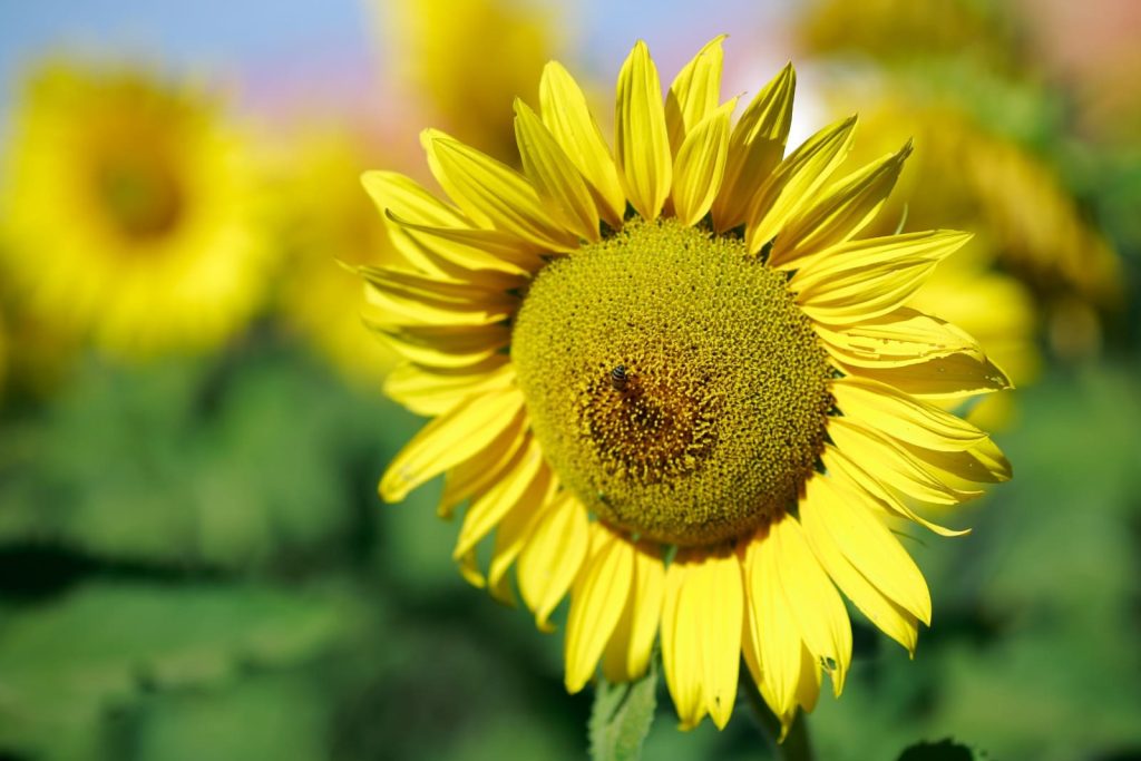 Agrodefesa alerta para prazo para semeadura do girassol