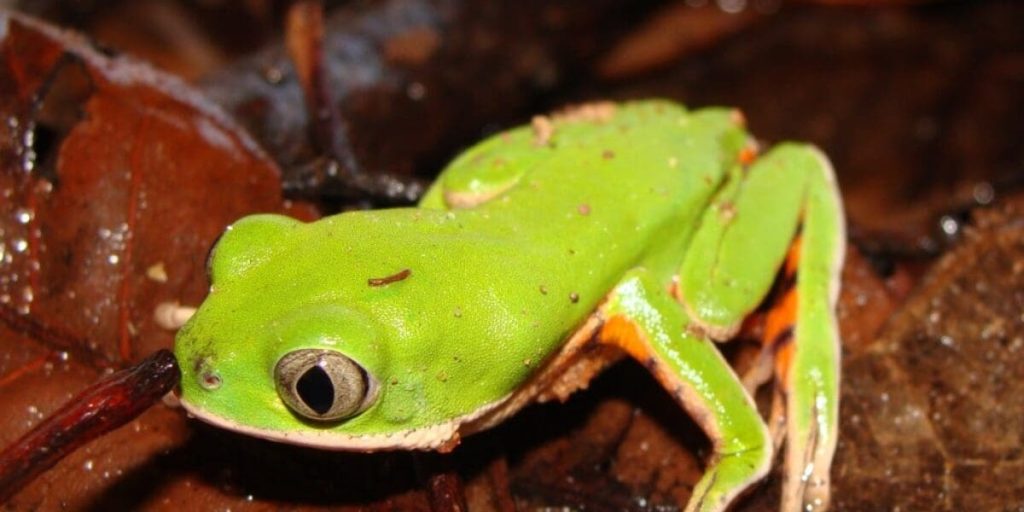 Consulta avalia risco de extinção de anfíbios em Goiás Consulta avalia risco de extinção de anfíbios em Goiás