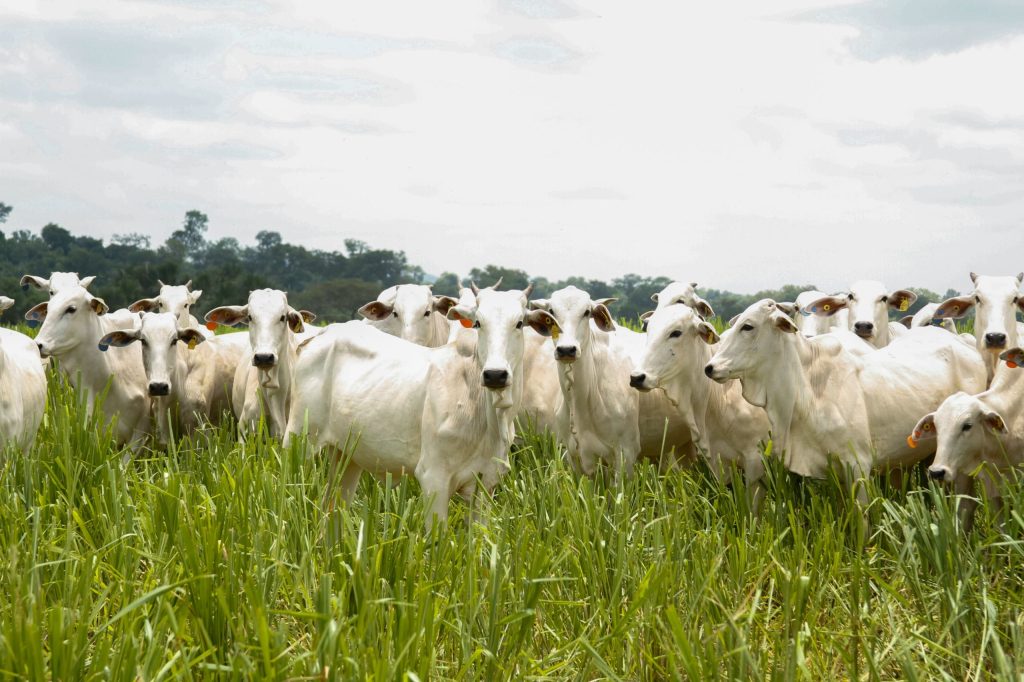 Goiás tem recorde no abate de bovinos e se consolida como potência pecuária