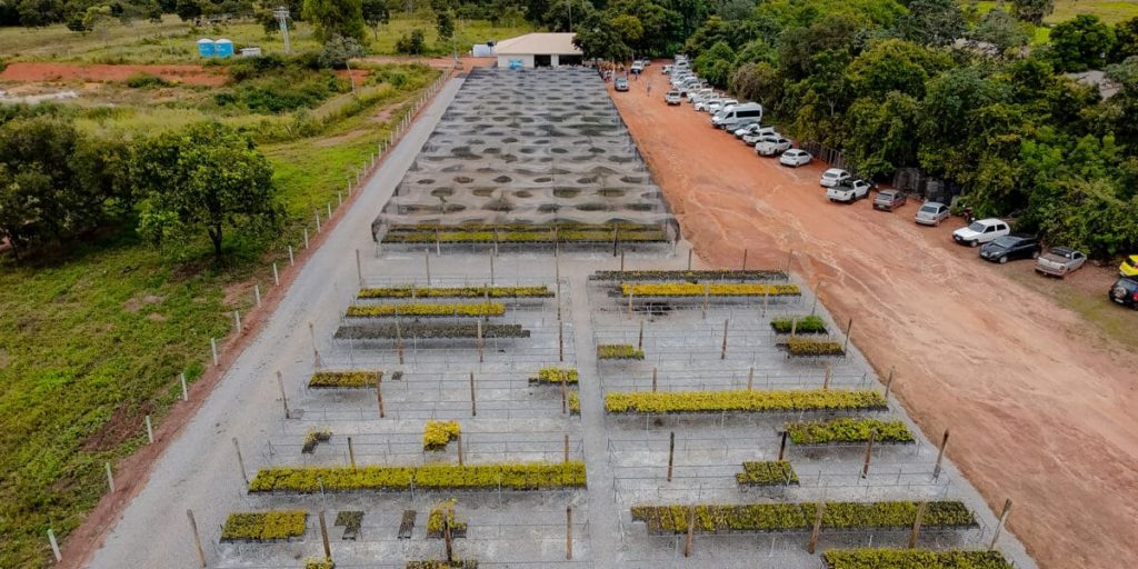 Juntos pelo Araguaia recupera áreas e inaugura viveiro em Piranhas