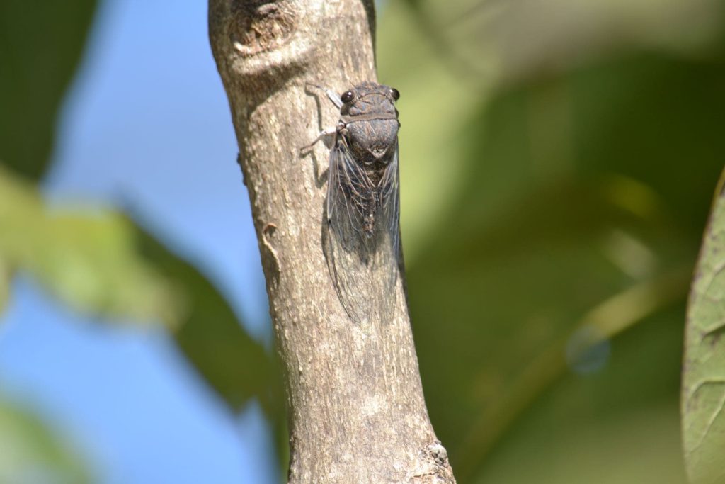 Pesquisador da UEG descobre nova espécie de cigarra em Iporá