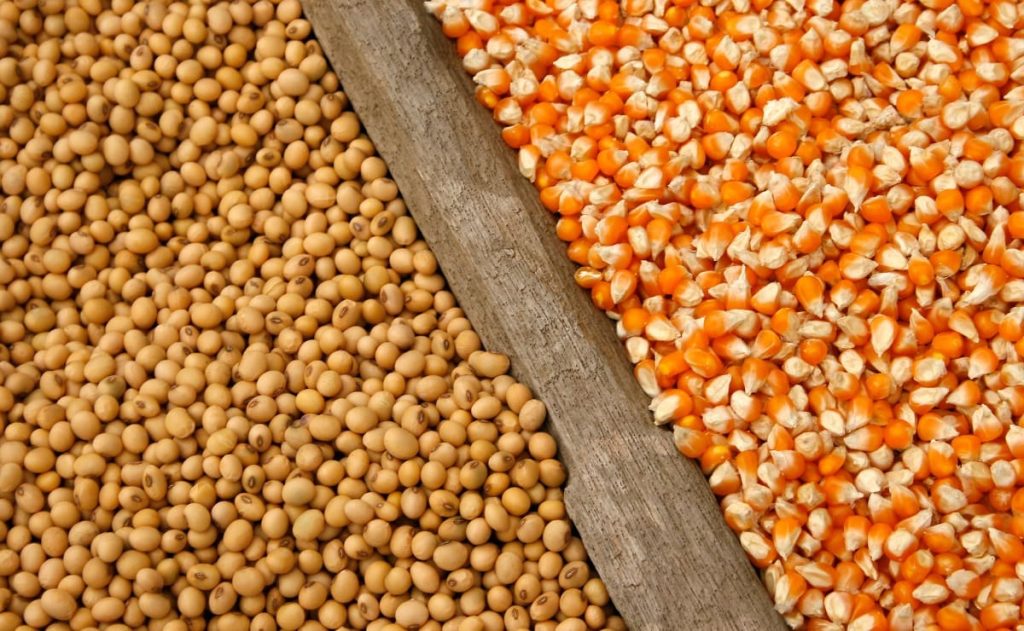 Produção goiana de grãos deve avançar 14,2% na safra 2024/2025