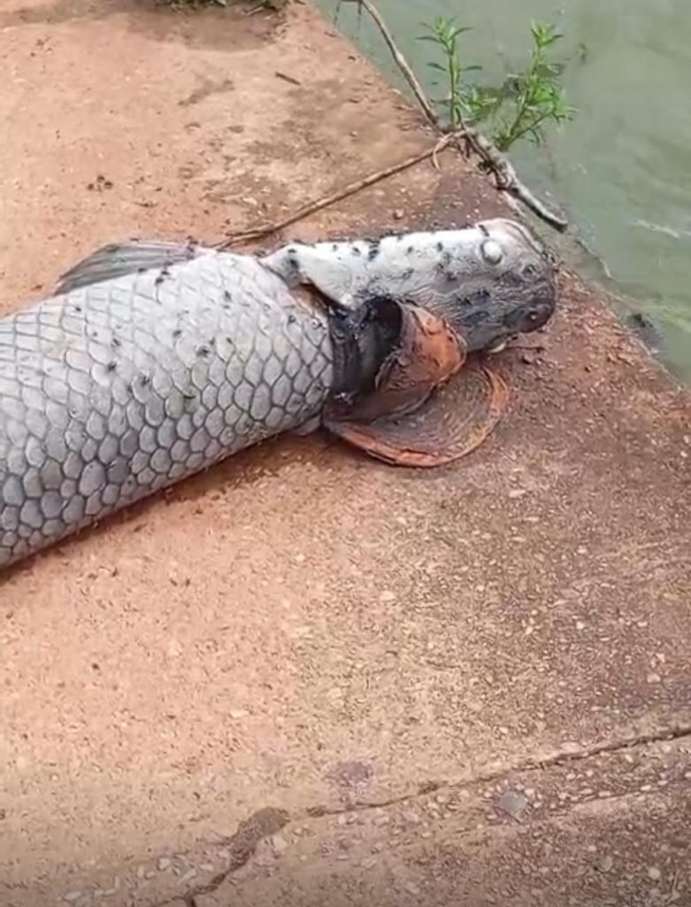 SEMMA de Porangatu lamenta morte de Pirarucu na Lagoa Grande