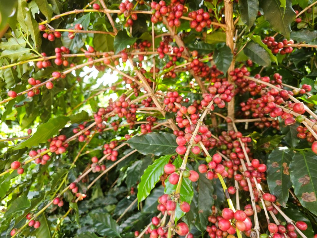 Goiás fomenta pesquisa para impulsionar a cafeicultura regional Goiás fomenta pesquisa para impulsionar a cafeicultura regional