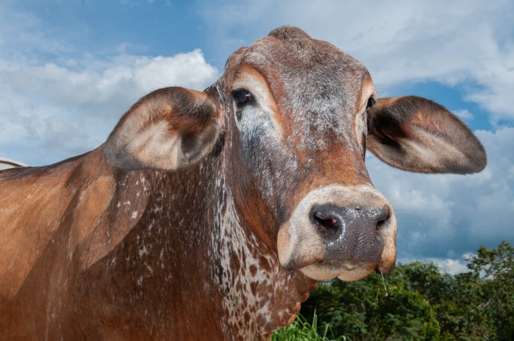 Goiás inicia última campanha obrigatória contra raiva em herbívoros em 119 municípios