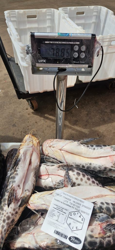 Procon autua supermercado por comercializar peixes vencidos