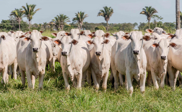 Governo do Tocantins amplia até 10 de junho prazo para fazer declaração de informações pecuárias sem multa Governo do Tocantins amplia até 10 de junho prazo para fazer declaração de informações pecuárias sem multa