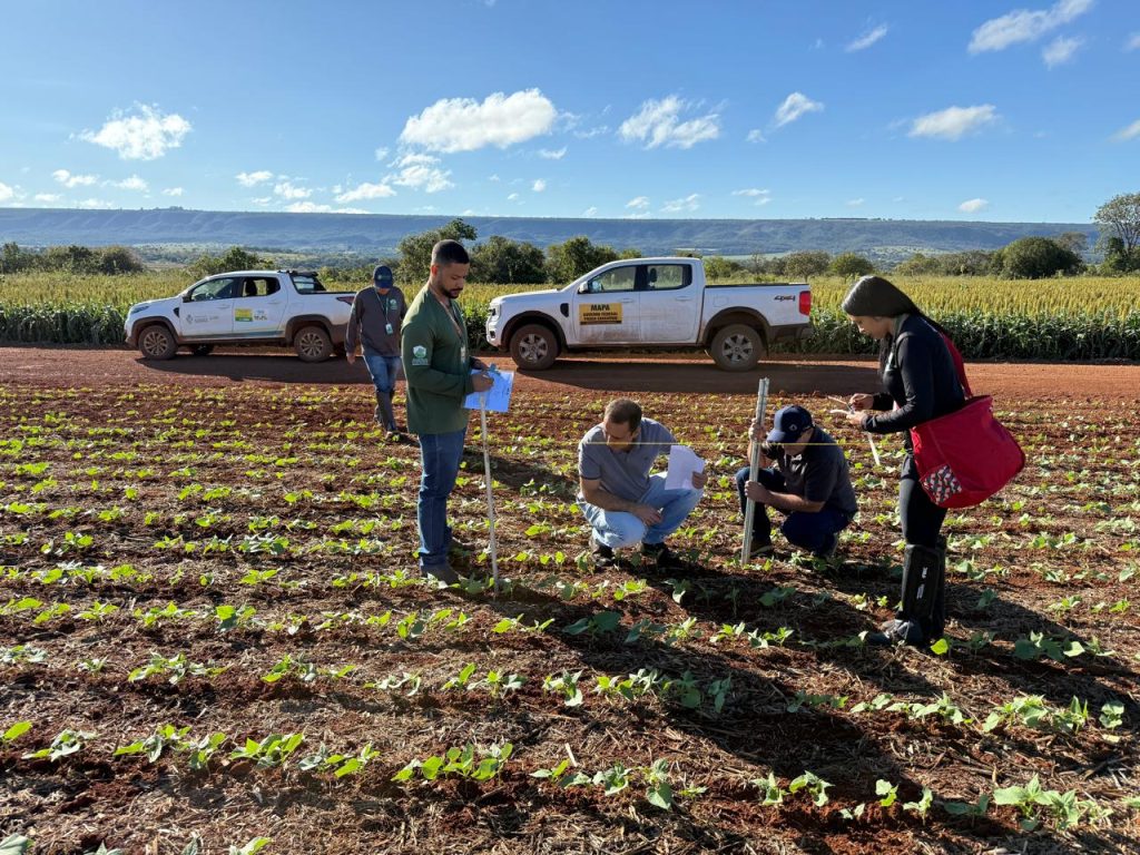 Agrodefesa monitora mosca-branca e viroses do feijoeiro