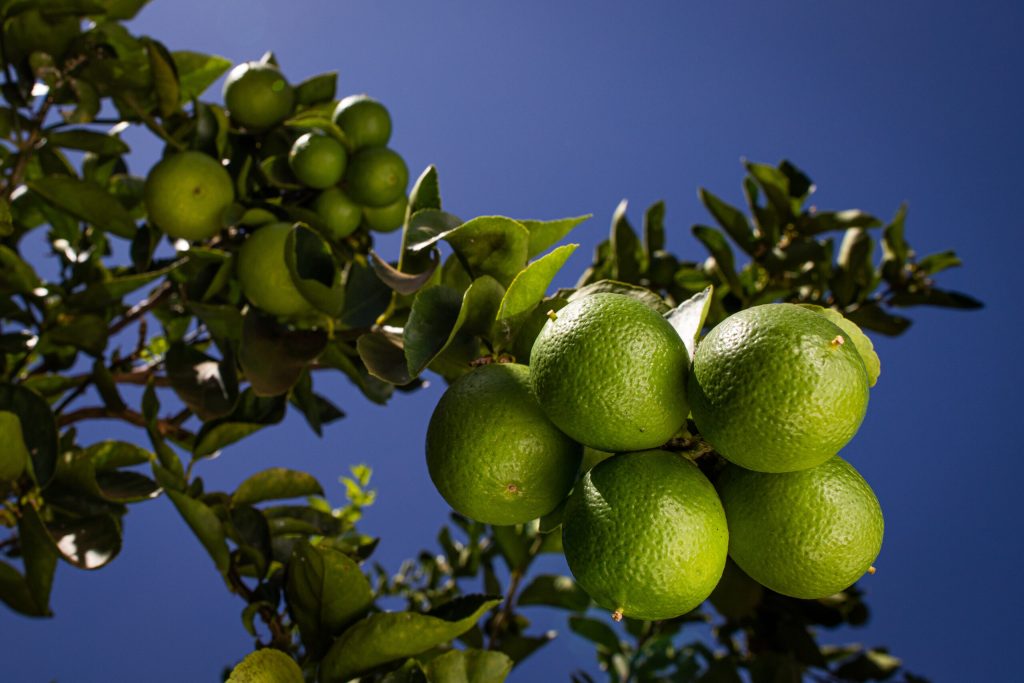Agrodefesa realiza palestras sobre citricultura e uso seguro de agrotóxicos