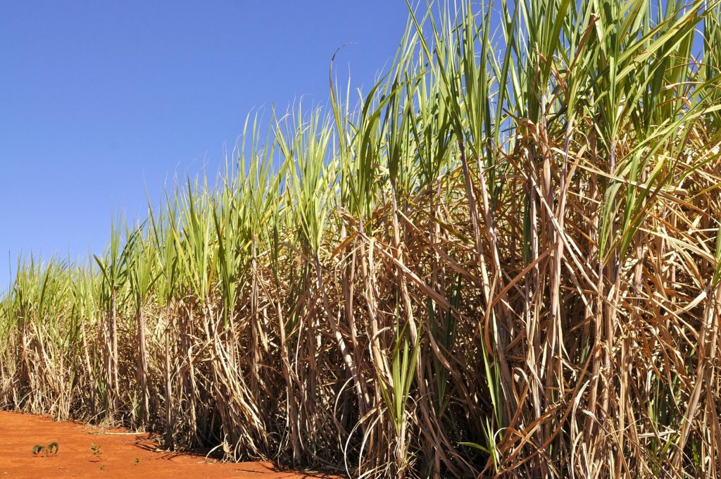 Goiás bate recorde na safra 2024/25 de cana-de-açúcar