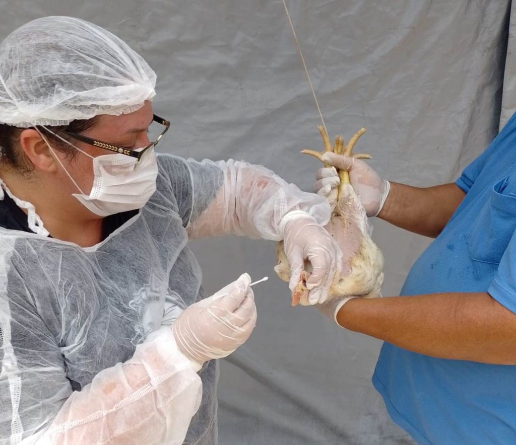 Goiás decreta emergência zoossanitária preventiva contra a gripe aviária