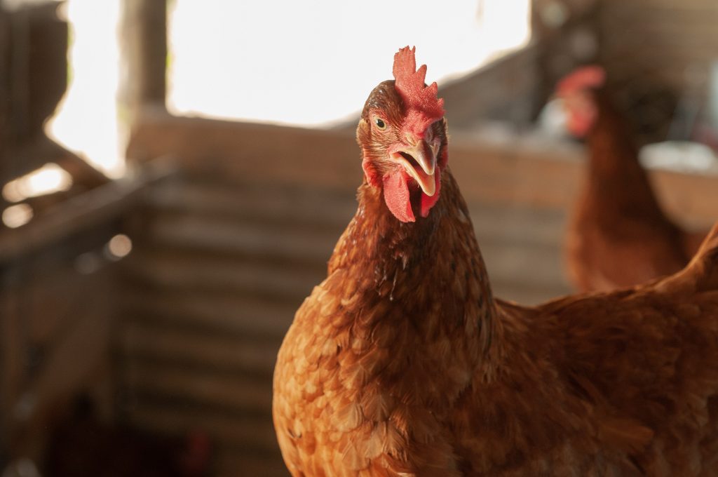 Goiás mantém status livre de gripe aviária e reforça prevenção