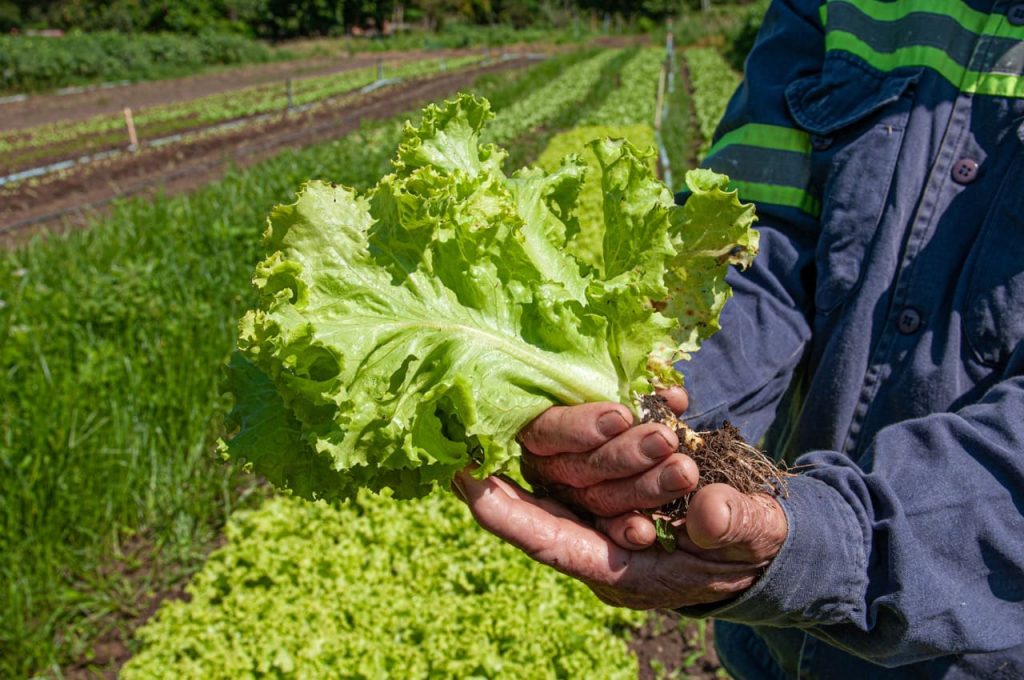 Pesquisadores goianos podem participar de evento internacional de agricultura sustentável