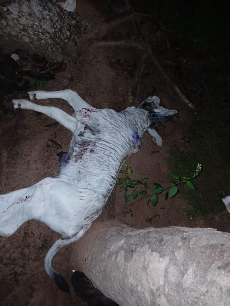 Ataques de onça-pintada geram tensão na zona rural de Talismã (TO); seis fazendas foram atingidas em três dias