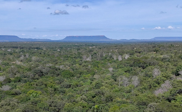 Novo boletim do Cigma aponta redução de 23,5% na área desmatada no Tocantins Novo boletim do Cigma aponta redução de 23,5% na área desmatada no Tocantins